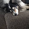 Roxy is registered to the contest to win money with this photo: animal, black_and_white, close_up, companion, couch, cozy, dog, fur, head, indoor, living_room, long_hair, muzzle, nose, pet, portrait, resting, sleeping, sleepy, upholstery