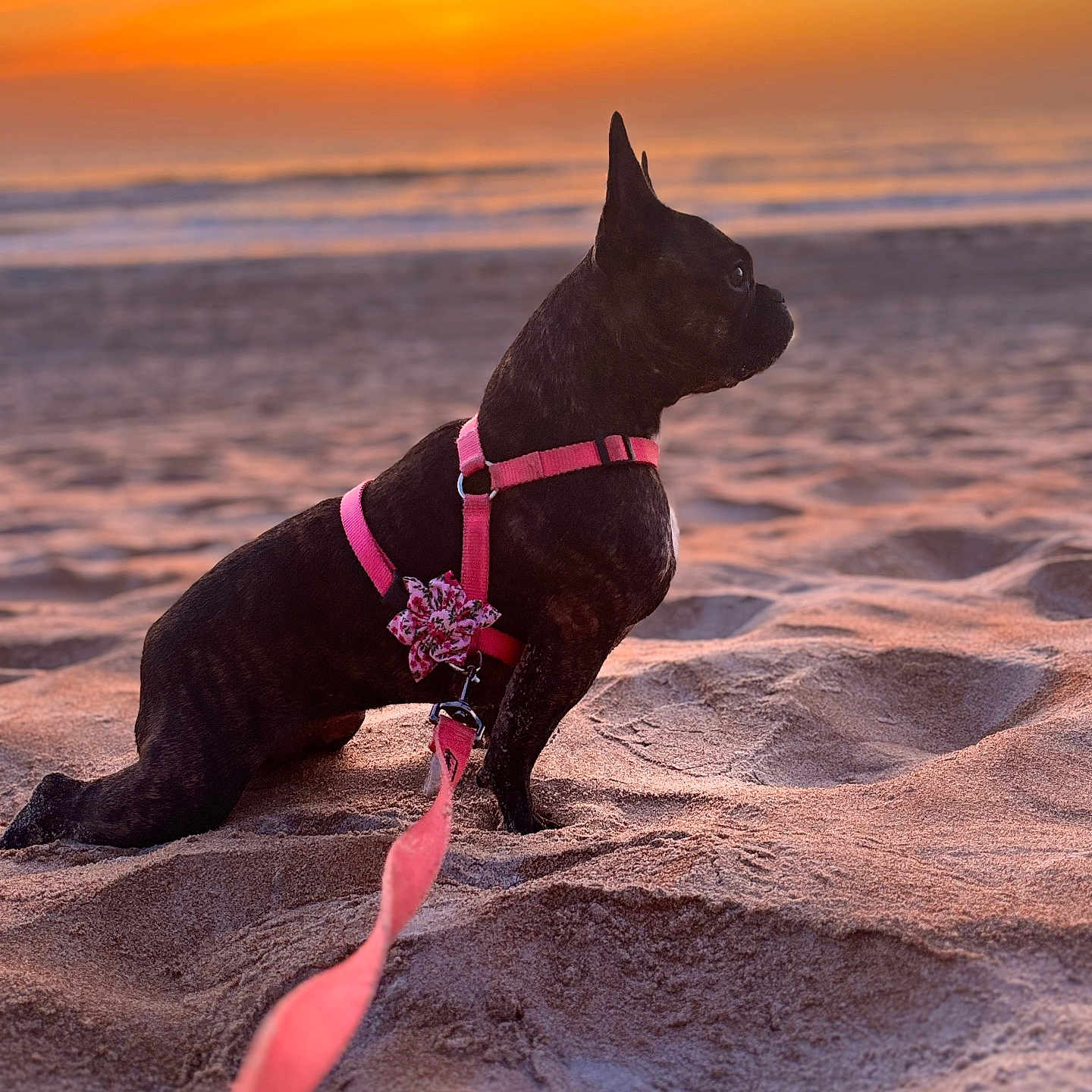 Zoey joined the competition — help win amazing prizes! animal, beach, brown, calm, canine, dog, evening, harness, leash, nature, outdoor, pet, sand, side_view, small_dog, sunlight, sunset, travel, vacation, walking
