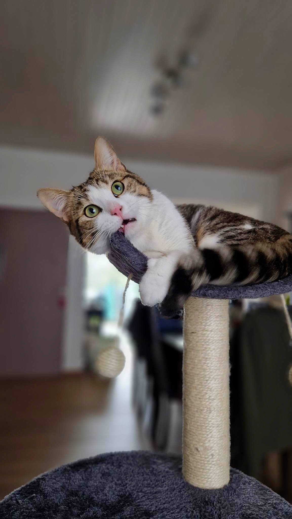 Titi a rejoint le concours — aidez-le/la à gagner de superbes lots ! carnivore, cat, cat_supply, comfort, domestic_short_haired_cat, felidae, fur, paw, room, sitting, small_to_medium_sized_cats, snout, tail, tree, whiskers, wood