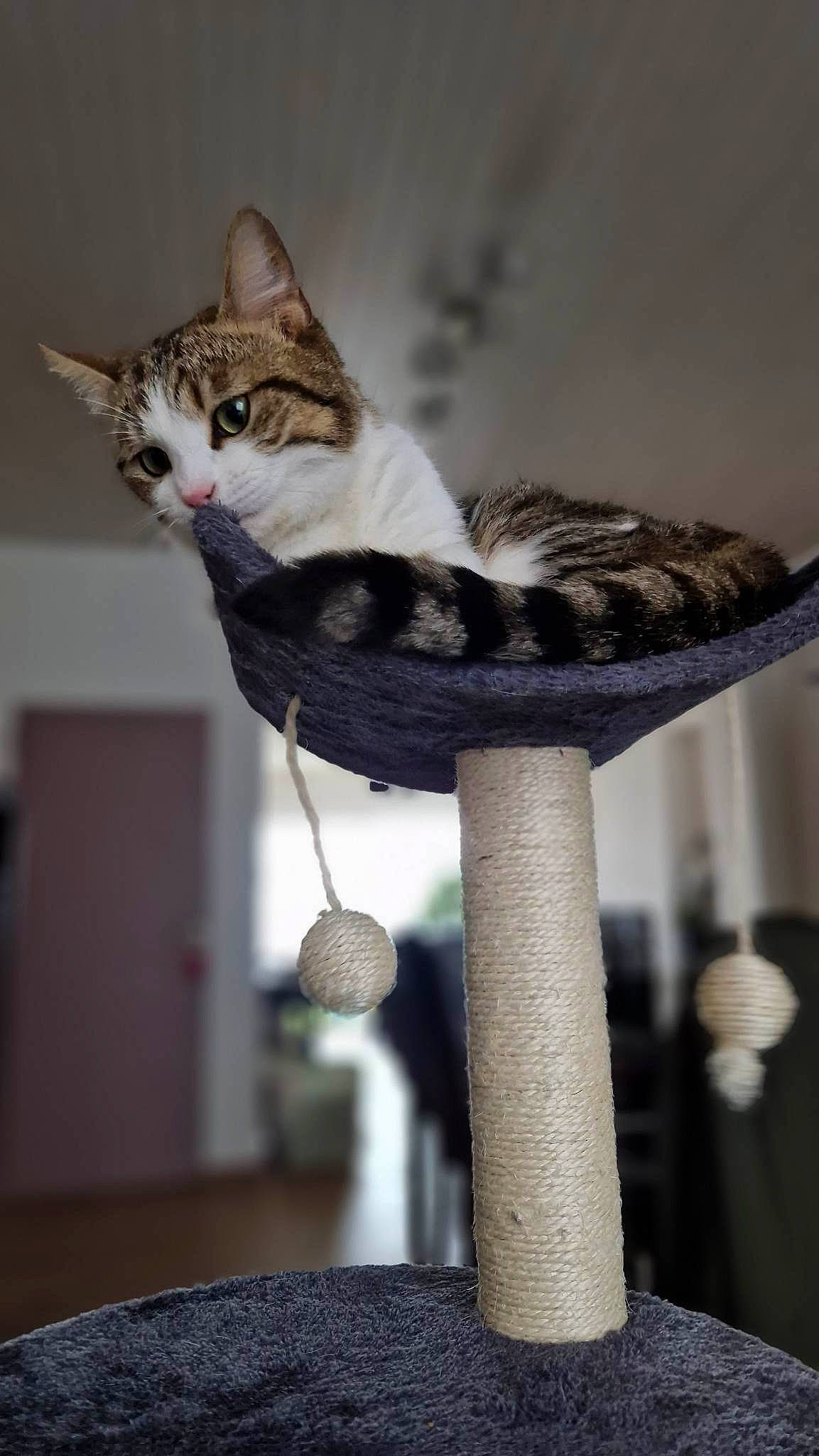 Titi a rejoint le concours — aidez-le/la à gagner de superbes lots ! carnivore, cat, cat_furniture, cat_supply, comfort, domestic_short_haired_cat, felidae, fur, grey, metal, pet_supply, publication, room, small_to_medium_sized_cats, tail, tree, whiskers, wildlife, wood