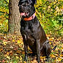 dog, black_dog, collar, sitting, autumn, fall_leaves, tree_trunk, outdoor, nature, grass, leaf_litter, forest, canine, tongue_out, pet, animal, daylight, seasonal, alert, background_foliage
