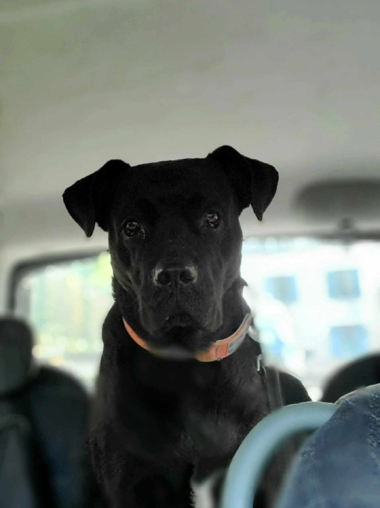 Juno participe au concours pour gagner de l'argent avec cette photo : dog, black_dog, pet, animal, car_interior, seat, collar, window, daylight, portrait, canine, indoors, vehicle, fur, ears, snout, leash, seatbelt, travel, companion