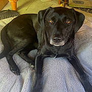 Jaida joined the competition — help win amazing prizes! dog, black_dog, pet, animal, indoor, blanket, wooden_table, floor, dog_bowl, resting, looking, canine, fur, ears, paws, muzzle, eyes, relaxed, home, cozy