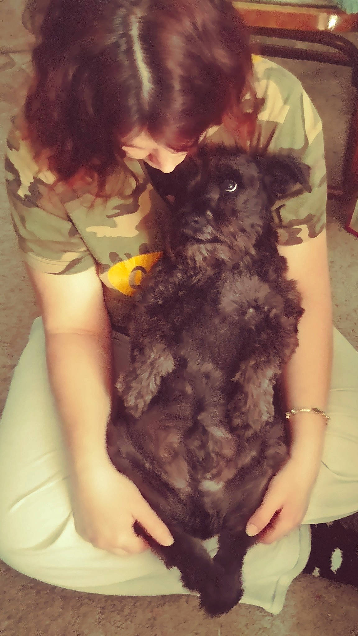 Daneli Jay Beast is registered to the contest to win money with this photo: canidae, dog_breed, ear, long_hair, non_sporting_group, schnoodle