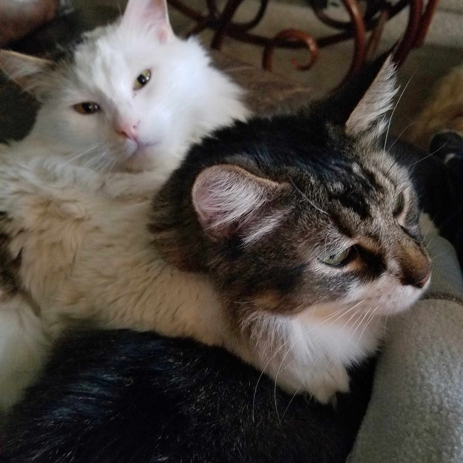 Maxi And Patches