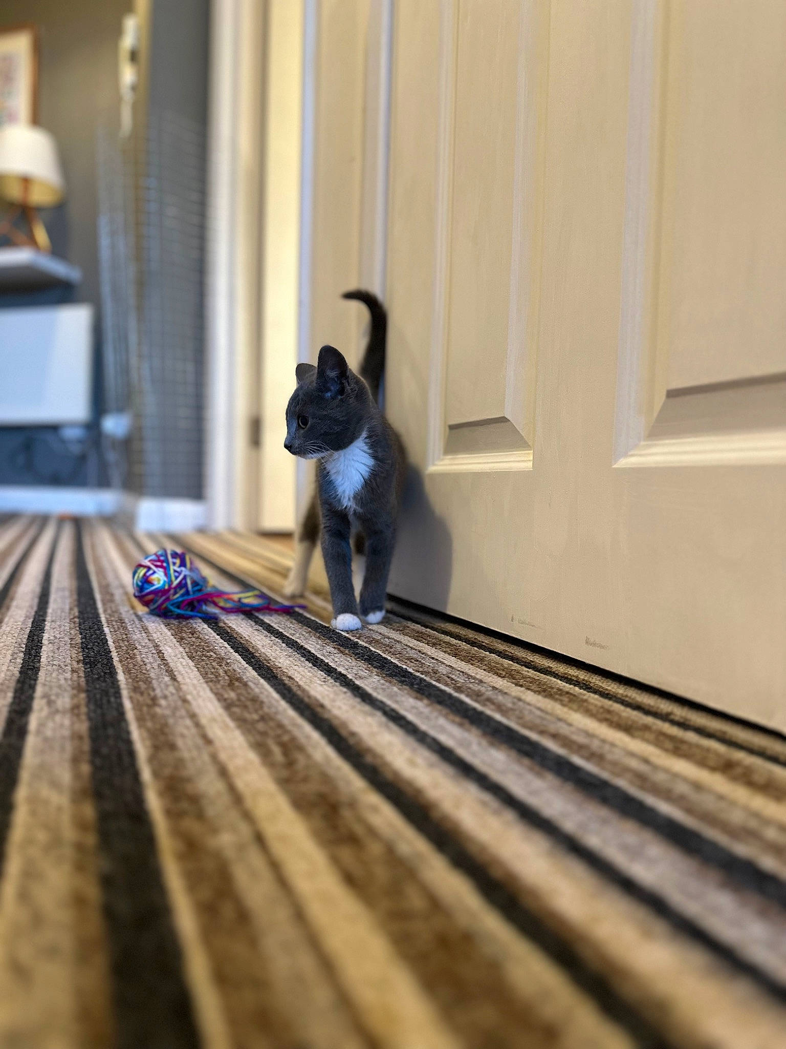 Millie joined the competition — help win amazing prizes! carnivore, companion_dog, dog_breed, electric_blue, felidae, floor, flooring, grey, hardwood, house, laminate_flooring, lamp, plank, room, small_to_medium_sized_cats, tail, varnish, wood, wood_flooring, wood_stain