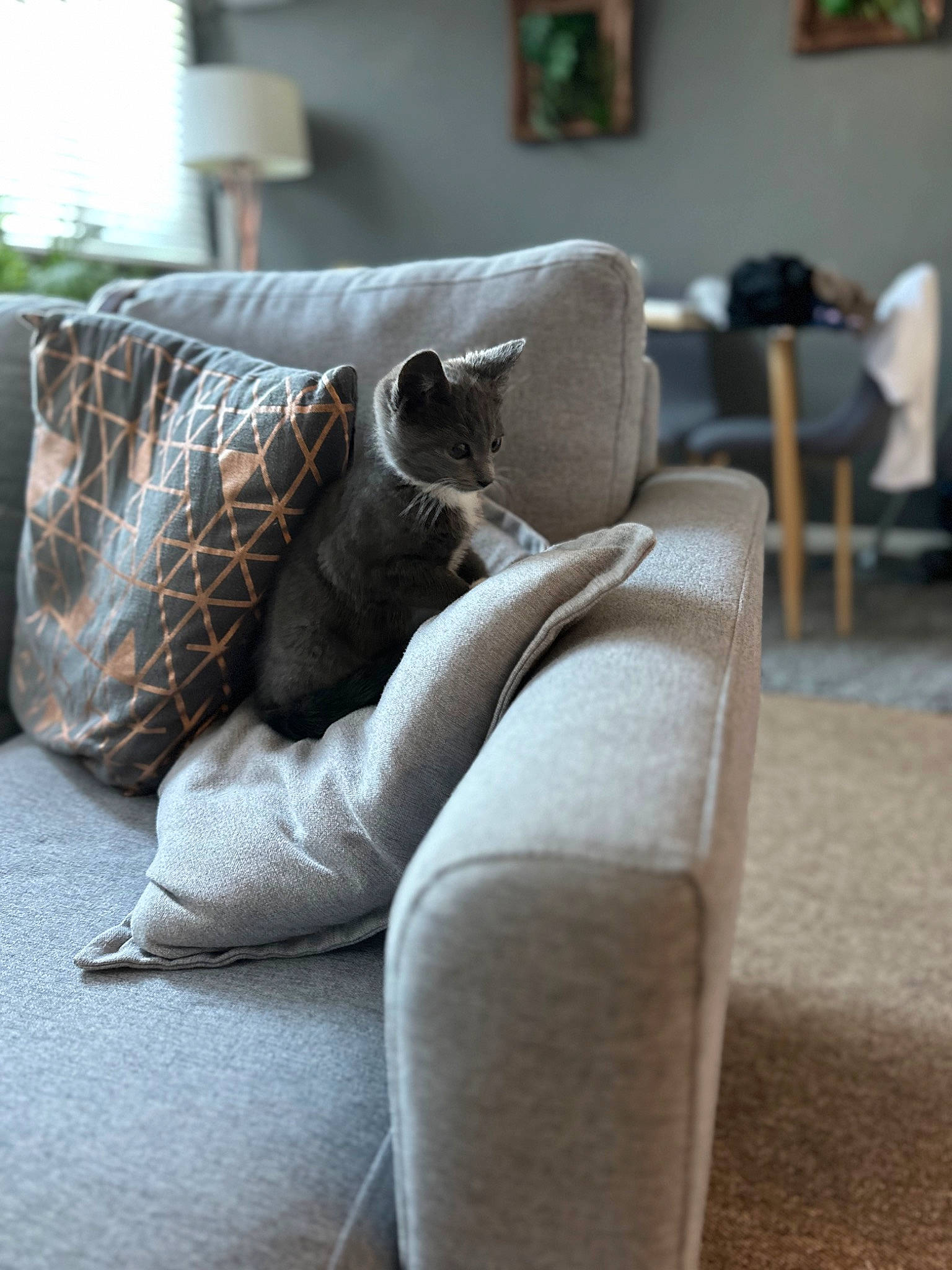 Millie is registered to the contest to win money with this photo: chair, comfort, couch, felidae, floor, flooring, fur, furniture, grey, hardwood, human_leg, linens, living_room, picture_frame, room, studio_couch, throw_pillow, window, window_treatment, wood