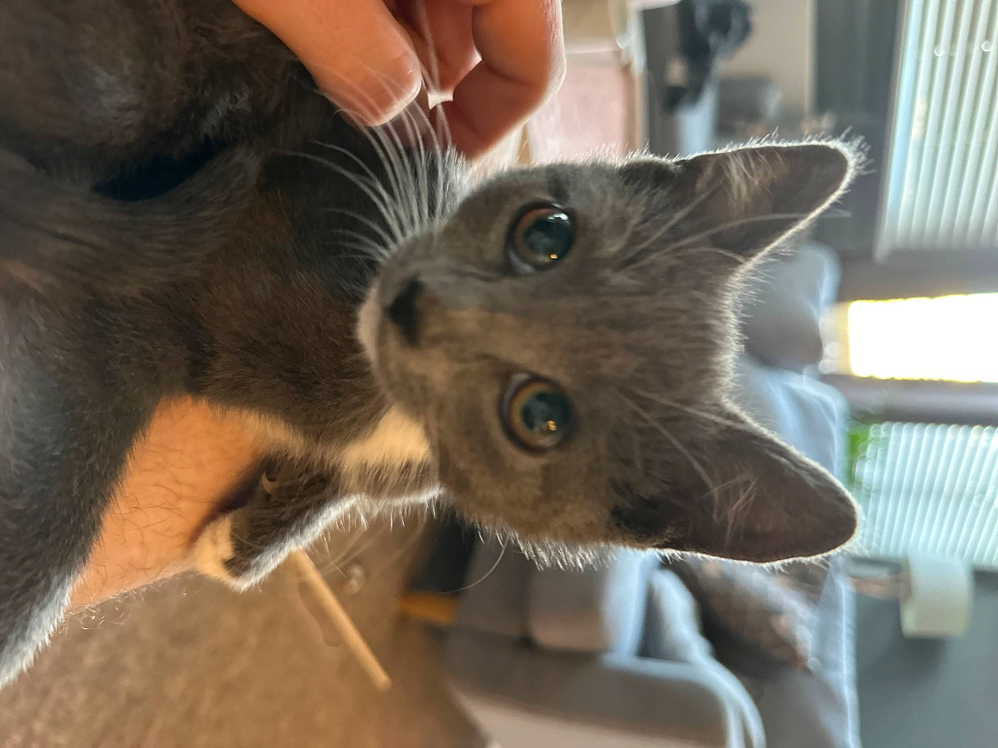 Millie is registered to the contest to win money with this photo: carnivore, cat, claw, domestic_short_haired_cat, ear, fawn, felidae, fur, gesture, paw, plant, small_to_medium_sized_cats, snout, tree, whiskers, window