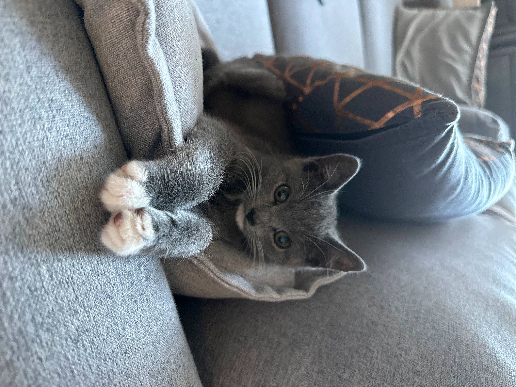 Millie joined the competition — help win amazing prizes! carnivore, cat, claw, comfort, couch, domestic_short_haired_cat, felidae, flooring, fur, grey, hardwood, linens, paw, plant, sitting, small_to_medium_sized_cats, tail, whiskers, wood, woven_fabric