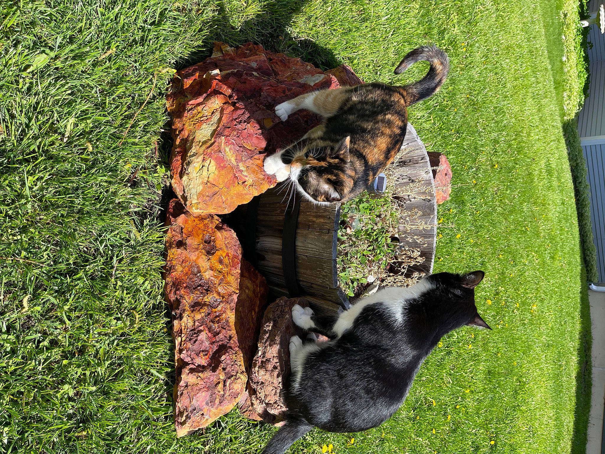 Josephine joined the competition — help win amazing prizes! canidae, carnivore, cat, dog_breed, domestic_short_haired_cat, felidae, fur, grass, grass_family, groundcover, lawn, leaf, plant, shadow, small_to_medium_sized_cats, sporting_group, tail, terrestrial_animal, whiskers, yard