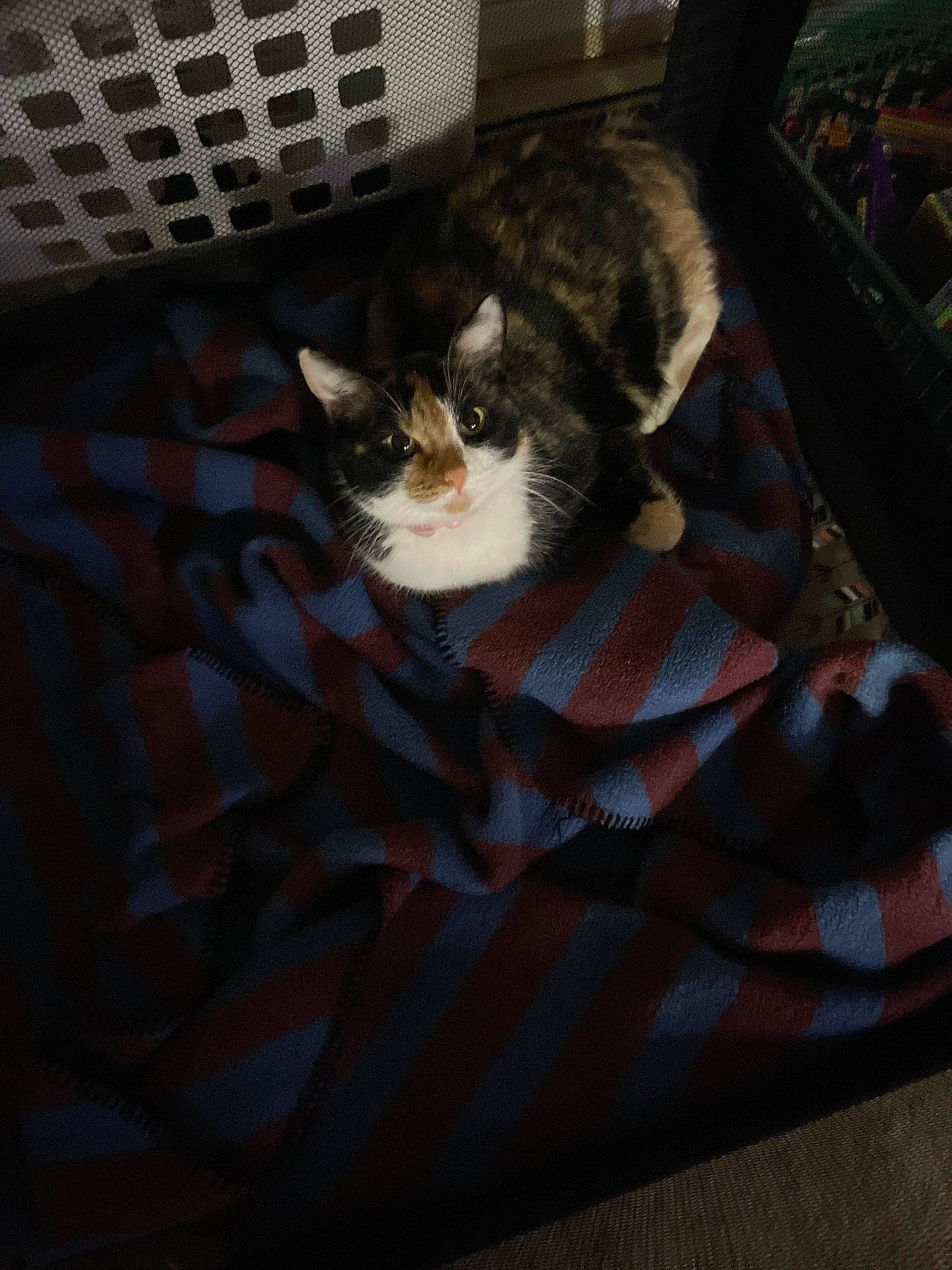 Josephine joined the competition — help win amazing prizes! box, brown, cardboard, carnivore, cat, comfort, domestic_short_haired_cat, drawer, felidae, flooring, fur, hardwood, linens, pattern, room, shipping_box, small_to_medium_sized_cats, tail, whiskers, wood