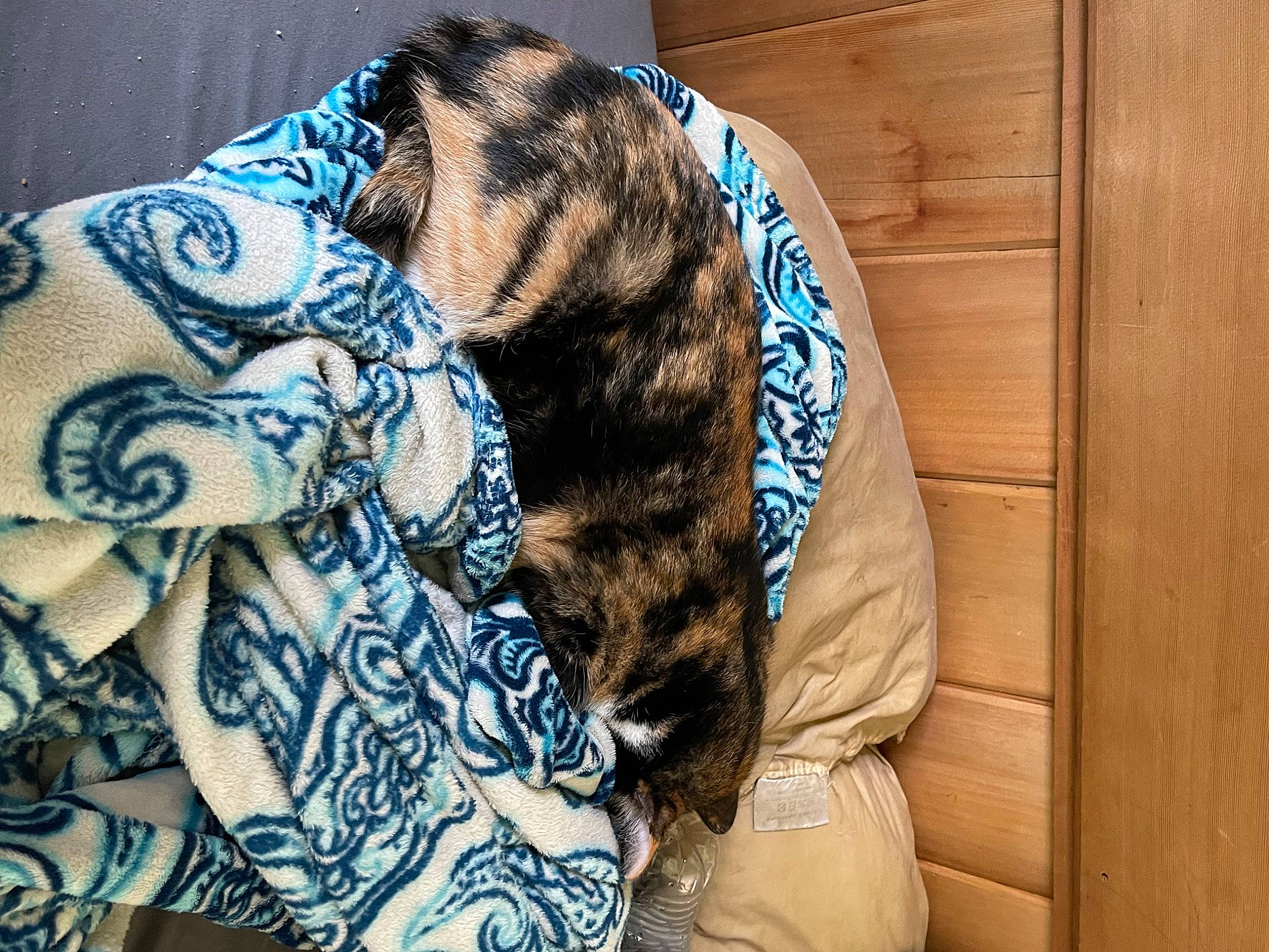 Josephine joined the competition — help win amazing prizes! carnivore, comfort, dog_breed, electric_blue, fashion_accessory, felidae, human_leg, neck, pattern, shoulder, sleeve, small_to_medium_sized_cats, snout, sporting_group, sunglasses, tattoo, textile, trunk, vertebrate, whiskers