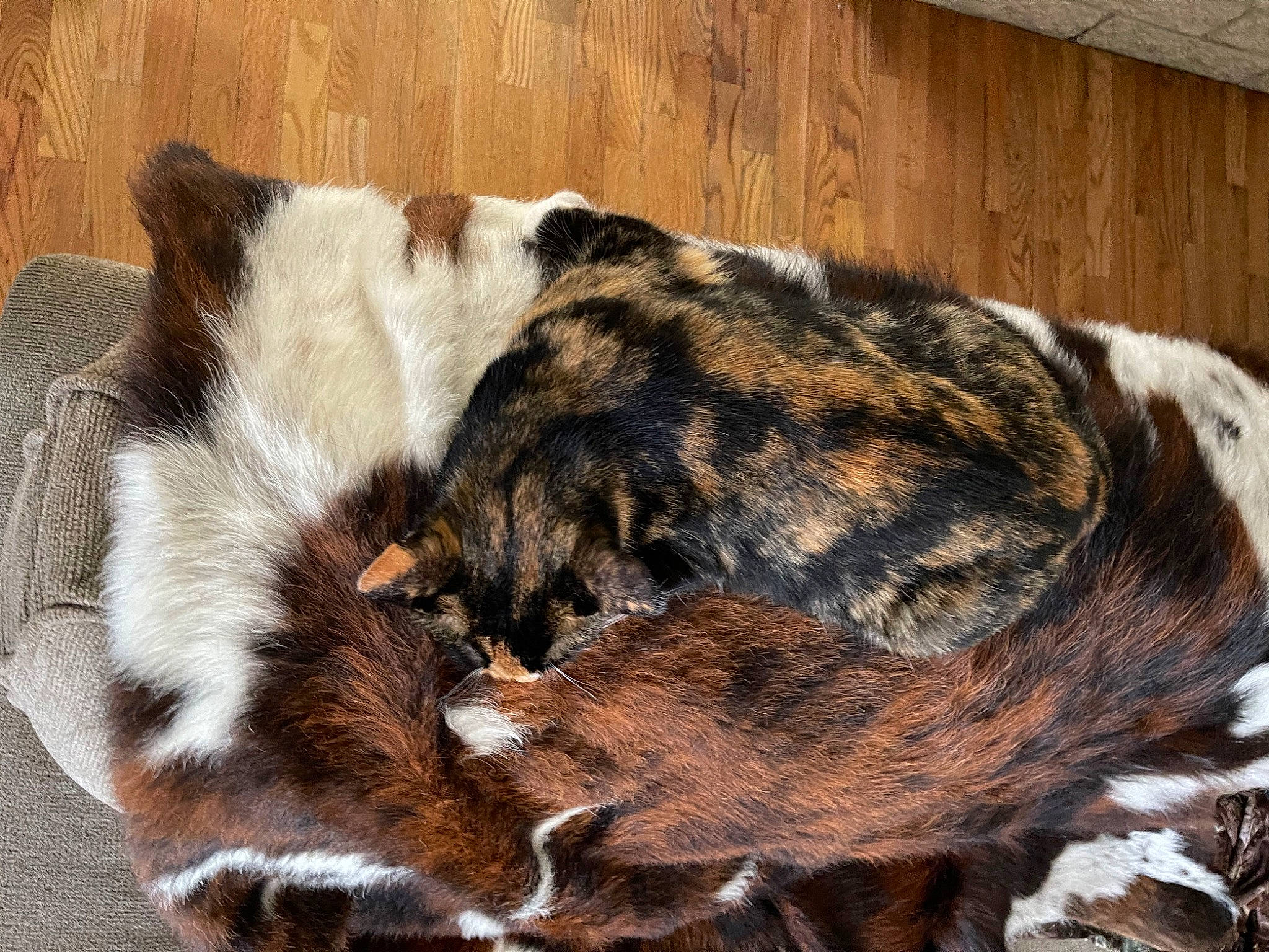 Josephine joined the competition — help win amazing prizes! canidae, carnivore, cat, claw, comfort, dog_breed, domestic_short_haired_cat, fawn, felidae, fur, liver, nap, paw, small_to_medium_sized_cats, snout, sporting_group, tail, terrestrial_animal, whiskers, wood