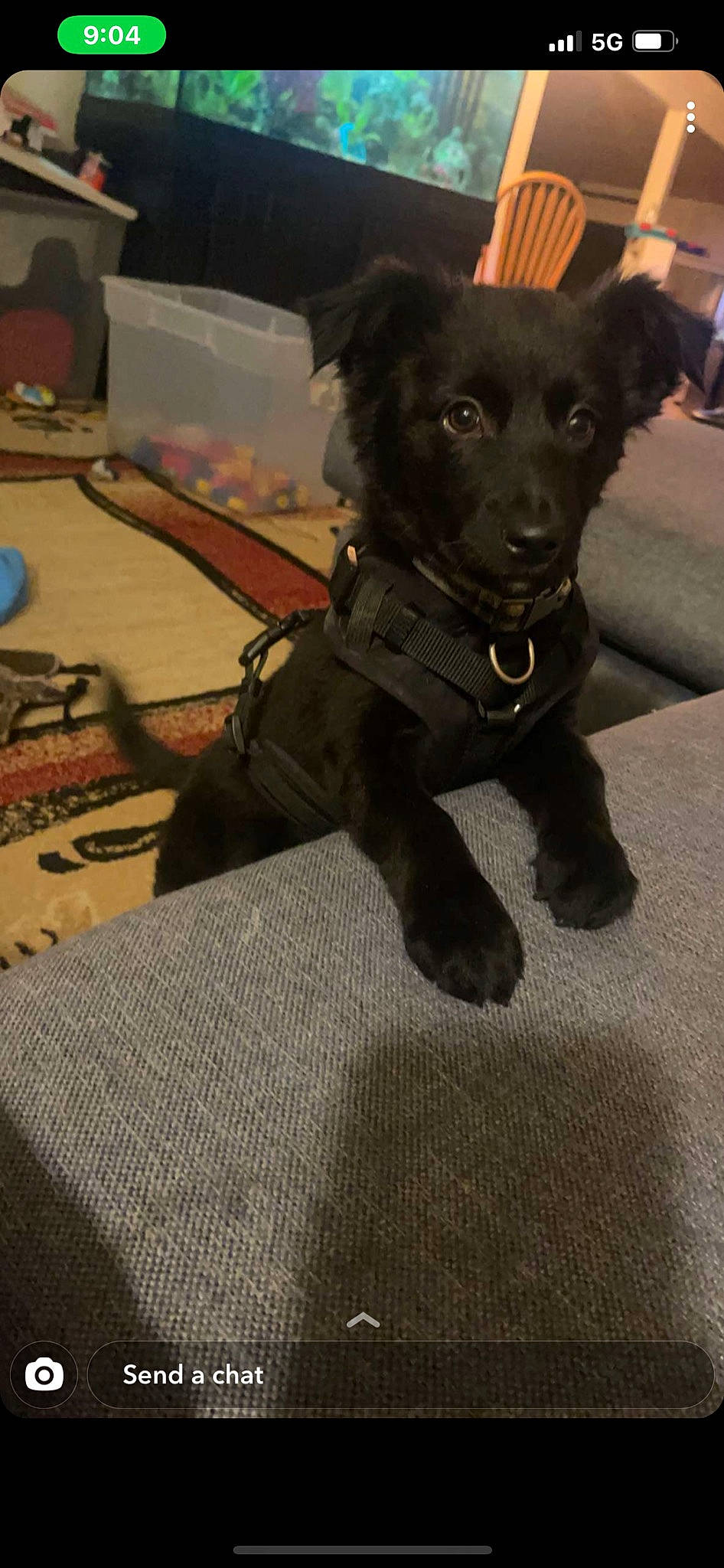 Oso joined the competition — help win amazing prizes! borador, canidae, carnivore, collar, companion_dog, dog, dog_breed, dog_collar, dog_supply, flooring, fur, guard_dog, leash, snout, sporting_group, tail, toy_dog, whiskers, working_animal, working_dog