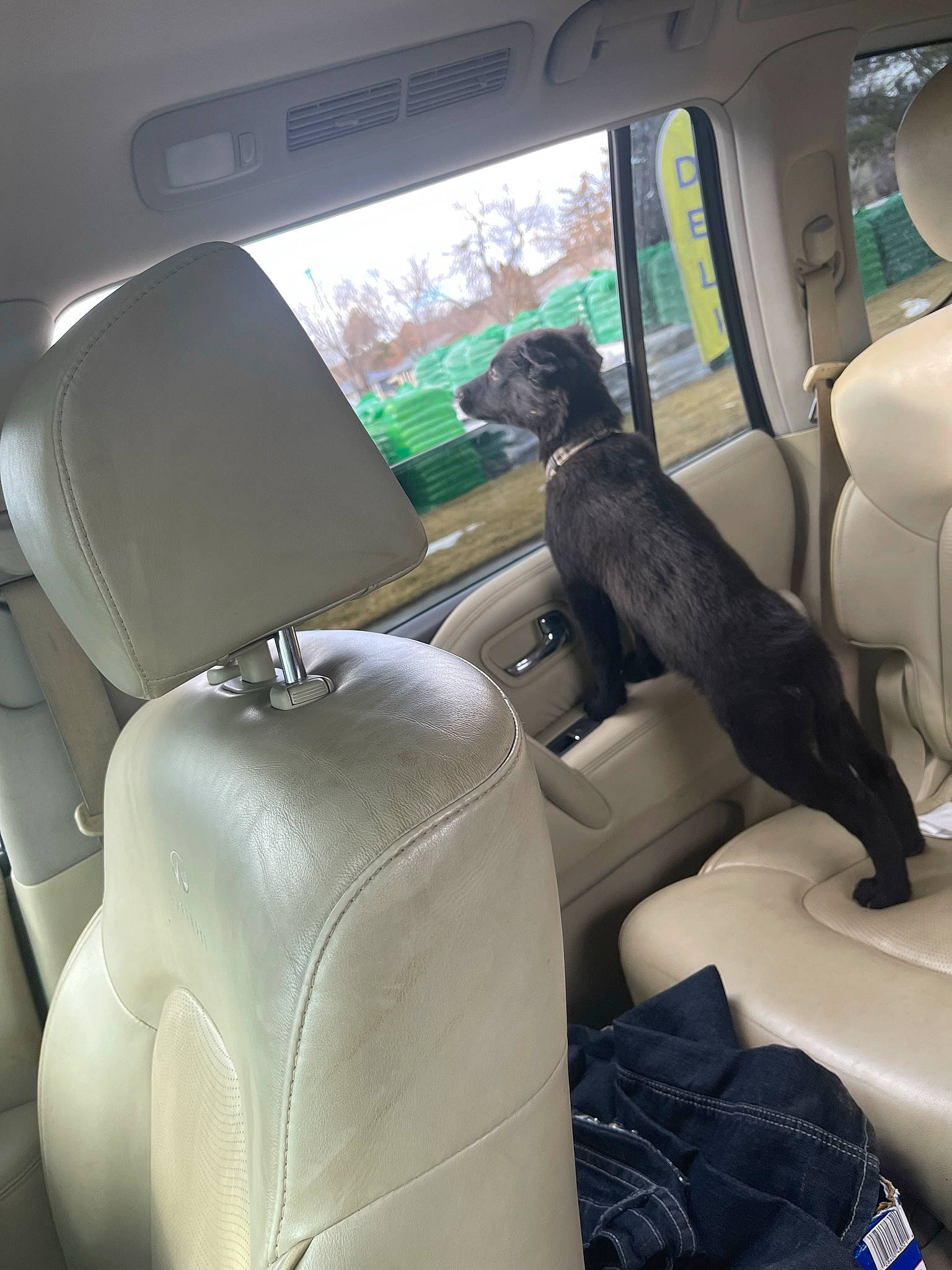 Oso joined the competition — help win amazing prizes! air_travel, armrest, auto_part, automotive_design, automotive_exterior, car, car_seat, car_seat_cover, comfort, family_car, head_restraint, land_vehicle, luxury_vehicle, mode_of_transport, motor_vehicle, personal_luxury_car, seat_belt, vehicle, vehicle_door, window