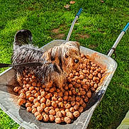 Muriel Roussel participe au concours pour gagner de l'argent avec cette photo : animal, curious, daylight, dog, fur, garden, grass, greenery, leash, leash_clip, nature, outdoor, pet, playful, rustic, scruffy, small_dog, sunlight, walnuts, wheelbarrow