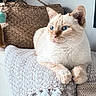 cat, cream_colored, blue_eyes, lounging, blanket, tassels, woven_basket, cushion, indoor, pet, feline, relaxed, cozy, texture, close_up, fur, whiskers, ears, home, soft_lighting