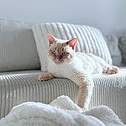 Luna participe au concours pour gagner de l'argent avec cette photo : cat, blue_eyes, cream_colored, feline, couch, indoor, cozy, blanket, relaxed, pet, soft_light, home_interior, furniture, lying_down, cute, domestic_animal, comfort, whiskers, close_up, calm