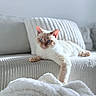 cat, blue_eyes, cream_colored, feline, couch, indoor, cozy, blanket, relaxed, pet, soft_light, home_interior, furniture, lying_down, cute, domestic_animal, comfort, whiskers, close_up, calm