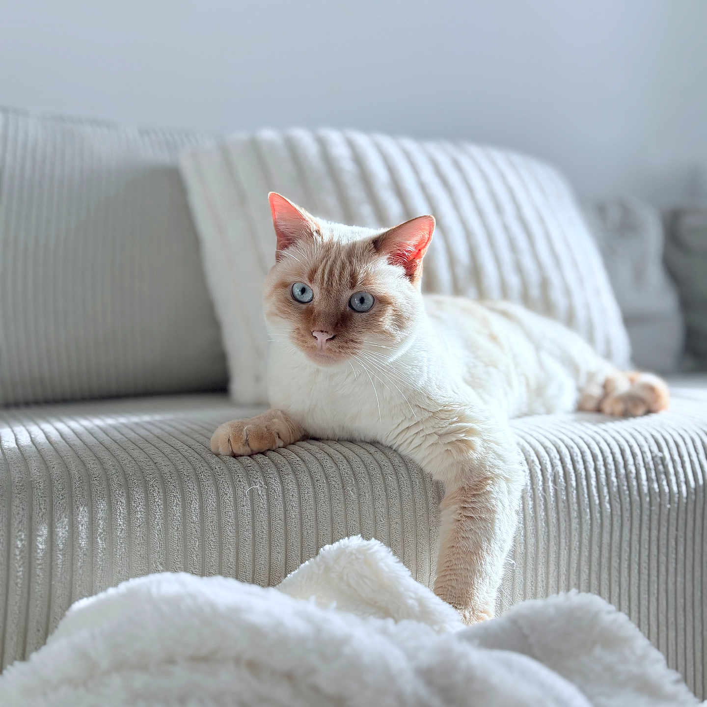 Luna participe au concours pour gagner de l'argent avec cette photo : cat, blue_eyes, cream_colored, feline, couch, indoor, cozy, blanket, relaxed, pet, soft_light, home_interior, furniture, lying_down, cute, domestic_animal, comfort, whiskers, close_up, calm