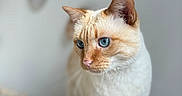 Luna participe au concours pour gagner de l'argent avec cette photo : alert, animal, animal_portrait, blue_eyes, blurry_background, cat, close_up, cream_colored, curious, cute, domestic_cat, feline, fur, indoor, mammal, pet, portrait, soft_background, standing, whiskers