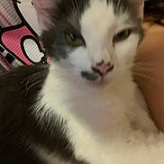 Floof is registered to the contest to win money with this photo: cat, black_and_white, close_up, indoor, pet, animal, feline, face, fur, resting, person, arm, blurred, background, striped, pink, white, black, domestic_cat, cute