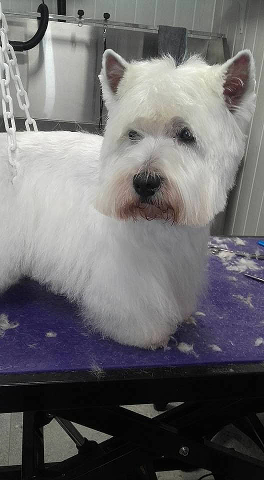 Helia participe au concours pour gagner de l'argent avec cette photo : canidae, carnivore, collar, companion_dog, dog, dog_breed, non_sporting_group, pet_supply, small_terrier, snout, terrier, toy_dog, vertebrate, west_highland_white_terrier, working_animal, working_dog