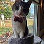 cat, bow_tie, window, cat_tree, indoor, autumn, leaves, decor, pet, feline, curious, portrait, animal, white, gray, fuzzy, daylight, head_tilt, closeup, cute