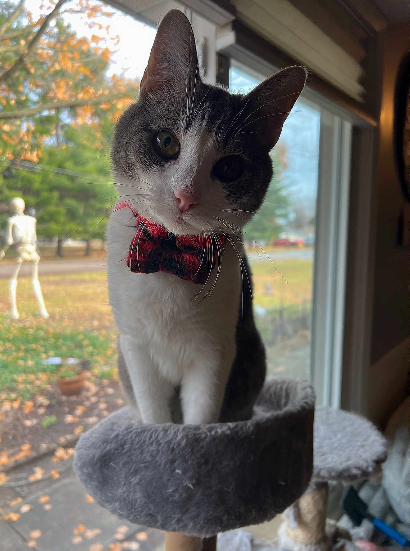 Dilly joined the competition — help win amazing prizes! cat, bow_tie, window, cat_tree, indoor, autumn, leaves, decor, pet, feline, curious, portrait, animal, white, gray, fuzzy, daylight, head_tilt, closeup, cute