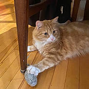 William joined the competition — help win amazing prizes! cat, ginger_cat, fluffy, long_hair, white_paws, orange_fur, pet, animal, lying_down, indoor, wooden_floor, table, chair, slipper, paw, whiskers, blue_eyes, portrait, cozy, home