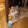 cat, ginger_cat, fluffy, long_hair, white_paws, orange_fur, pet, animal, lying_down, indoor, wooden_floor, table, chair, slipper, paw, whiskers, blue_eyes, portrait, cozy, home