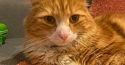William joined the competition — help win amazing prizes! cat, orange_cat, ginger_cat, fluffy, longhaired, white_paws, white_chest, whiskers, green_eyes, pet, animal, portrait, closeup, sitting, lounging, couch, cushion, indoors, home, window