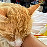 cat, orange_cat, white_cat, sleeping, sleepy, pet, feline, whiskers, pink_nose, fur, close_up, portrait, relaxed, indoors, bed, human_arm, bookshelf, books, cozy, nap