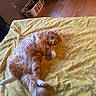 William joined the competition — help win amazing prizes! cat, kitten, orange_cat, fluffy, long_hair, feline, pet, animal, lying_down, belly_up, paws, whiskers, green_eyes, yellow_blanket, bed, bedroom, indoor, cozy, laundry_basket, wood_floor