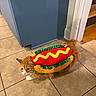 animal, blue_cabinet, cat, costume, doorway, ears, eyes, fluffy, food_costume, funny, fur, hot_dog_costume, indoor, kitchen, orange_cat, pet, tail, tiled_floor, whiskers, white_paws