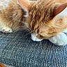 William joined the competition — help win amazing prizes! cat, orange_cat, white_paws, sleeping, sleepy, curled_up, fur, whiskers, ears, close_up, pet, animal, couch, sofa, fabric, textured_surface, indoors, cozy, relaxed, portrait