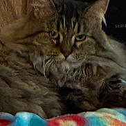 Casey joined the competition — help win amazing prizes! animal, blanket, cat, close_up, colorful, companion, cozy, cute, domestic_cat, fur, furry, indoor, mammal, pet, relaxed, resting, sleepy, soft, tabby, whiskers