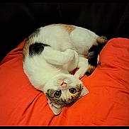 Jazz participe au concours pour gagner de l'argent avec cette photo : cat, cute, pet, animal, orange_cushion, curled_up, tabby, white_fur, black_spots, indoor, cozy, relaxed, playful, looking_up, fur, whiskers, tail, ears, big_eyes, resting