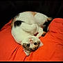 animal, big_eyes, black_spots, cat, cozy, curled_up, cute, ears, fur, indoor, looking_up, orange_cushion, pet, playful, relaxed, resting, tabby, tail, whiskers, white_fur
