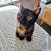 Apy a rejoint le concours — aidez-le/la à gagner de superbes lots ! kitten, cat, tortoiseshell, bedspread, indoor, pet, feline, curious, wide_eyes, fur, blanket, bed, nightstand, cage, floor, natural_light, cozy, small_animal, looking_up, texture