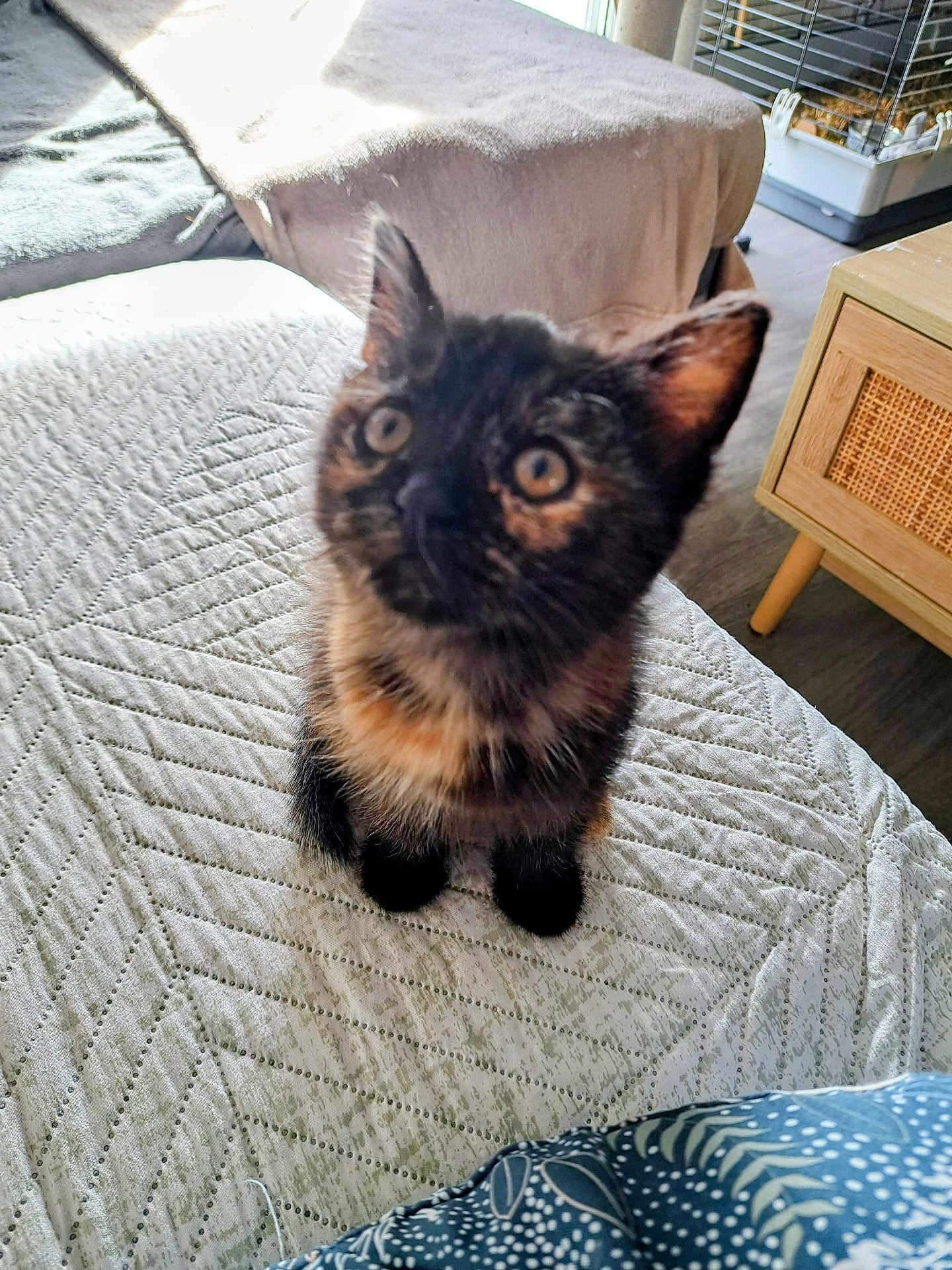Apy a rejoint le concours — aidez-le/la à gagner de superbes lots ! kitten, cat, tortoiseshell, bedspread, indoor, pet, feline, curious, wide_eyes, fur, blanket, bed, nightstand, cage, floor, natural_light, cozy, small_animal, looking_up, texture