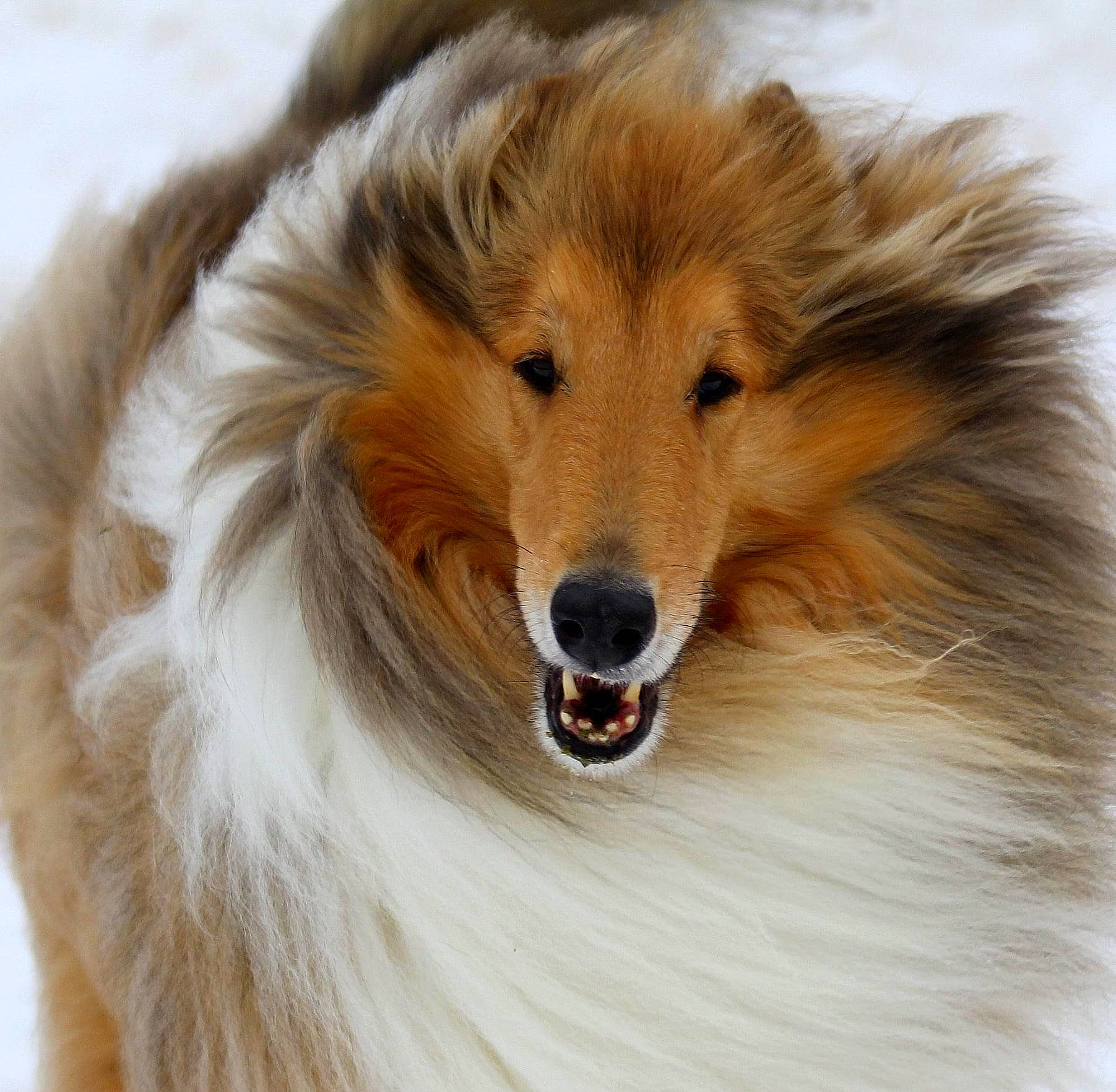 Zoe is registered to the contest to win money with this photo: canidae, carnivore, close_up, collie, companion_dog, dog, dog_breed, fang, fur, rough_collie, scotch_collie, shetland_sheepdog, snout, terrestrial_animal, whiskers, wildlife