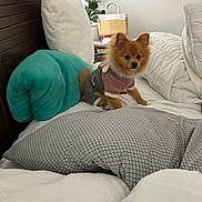 Joey joined the competition — help win amazing prizes! dog, small_dog, pomeranian, bed, pillow, blanket, furniture, indoor, pet, cute, cozy, outfit, brown_fur, curious, resting, home, decor, plant, wood, white_wall