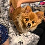 Joey joined the competition — help win amazing prizes! dog, pomeranian, pet, fluffy, brown, bed, blanket, hand, indoor, cute, animal, fur, companion, looking_up, domestic, cozy, soft, young_dog, friendly, curious