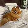 Joey joined the competition — help win amazing prizes! dog, pomeranian, bed, pillows, wooden_headboard, white_bedspread, indoor, pet, fluffy, small_dog, relaxed, fur, cute, companion, cozy, resting, animal, houseplant, home, calm