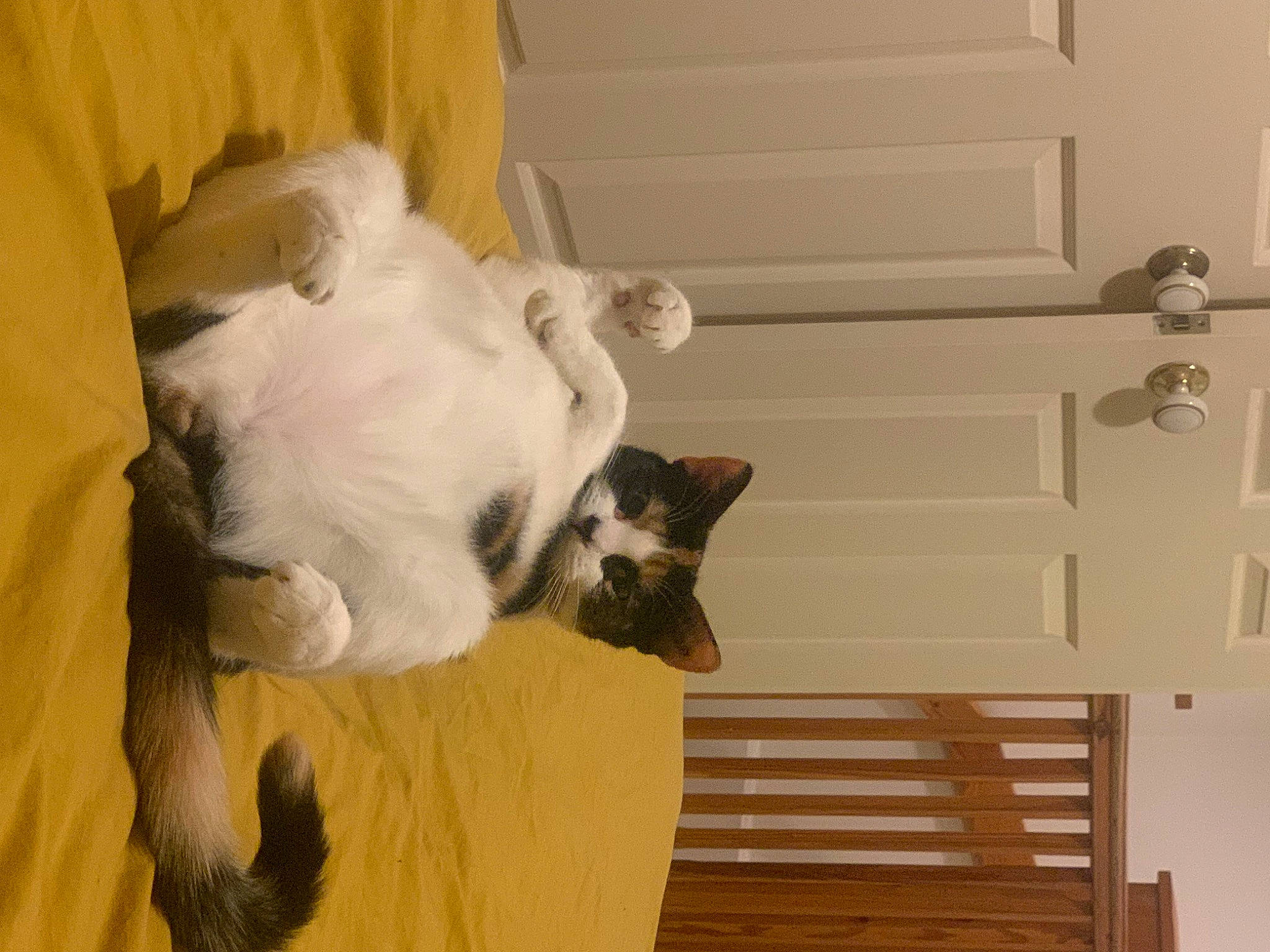 Pumpkin is registered to the contest to win money with this photo: canidae, carnivore, cat, comfort, companion_dog, dog_breed, door, fawn, felidae, flooring, fur, hardwood, siamese, small_to_medium_sized_cats, snout, tail, terrestrial_animal, thai, whiskers, wood