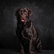 Naya a rejoint le concours — aidez-le/la à gagner de superbes lots ! dog, labrador, black_dog, pet, studio, portrait, animal, canine, sitting, tongue_out, dark_background, indoor, mammal, friendly, looking_at_camera, fur, cute, companion, domestic_animal, well_groomed