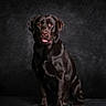 dog, labrador, black_dog, pet, studio, portrait, animal, canine, sitting, tongue_out, dark_background, indoor, mammal, friendly, looking_at_camera, fur, cute, companion, domestic_animal, well_groomed
