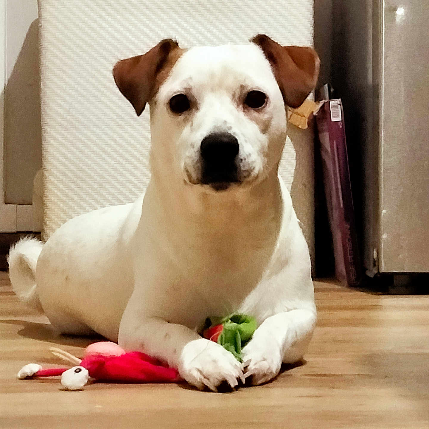 Snow participe au concours pour gagner de l'argent avec cette photo : animal, ball, boxer, bulldog, canine, dog, hardwood, hound, indoors, interiordesign, labradorretriever, pet, pitbull, pointer, puppy, sport, tennis, tennisball, whitedog, wood