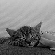 Guccy a rejoint le concours — aidez-le/la à gagner de superbes lots ! kitten, cat, sleeping, paw, feline, cozy, blanket, resting, close_up, domestic_animal, fur, whiskers, cute, peaceful, pet, indoor, soft, relaxation, animal, black_and_white